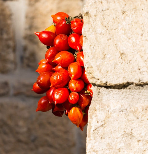 Pomodorino del Piennolo